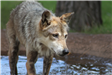 Mexican Grey Wolf