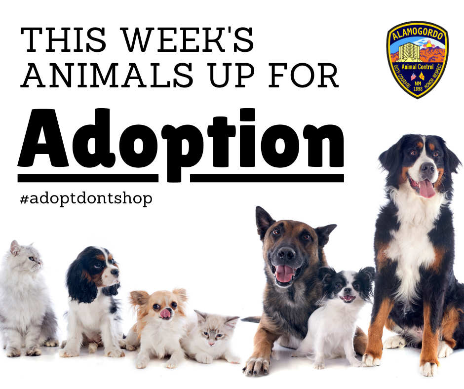Adoption Album Graphic