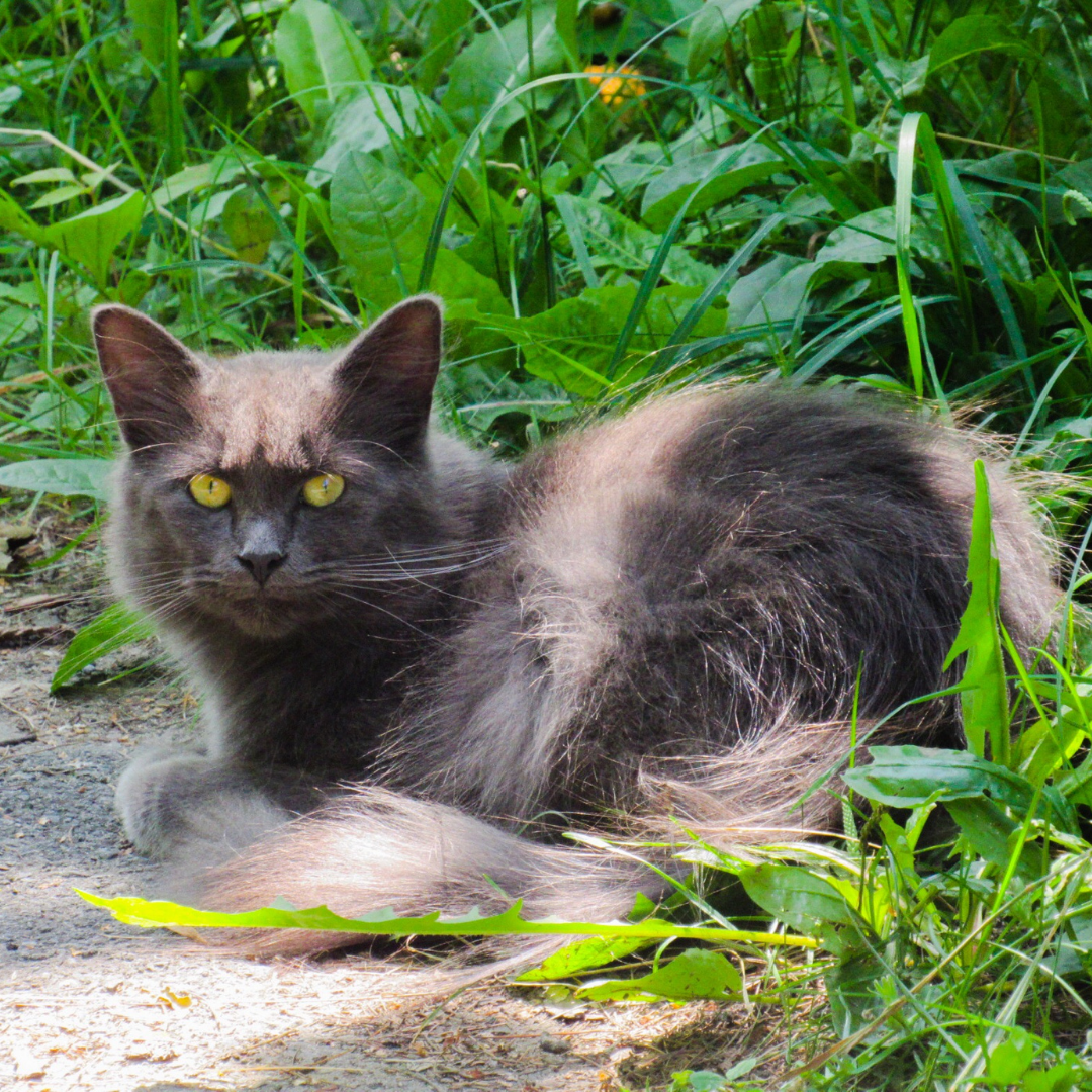 Feral Cat